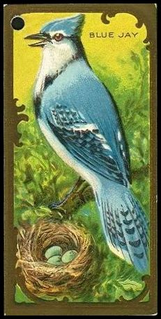 6 Blue Jay